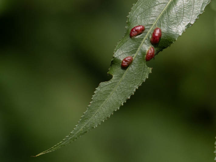 Euura proxima (Willow Redgall Sawfly).jpg